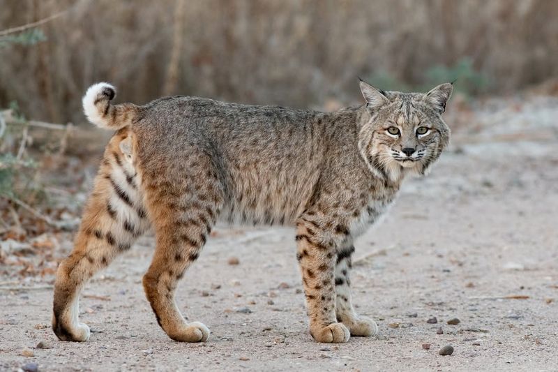 Bobcats