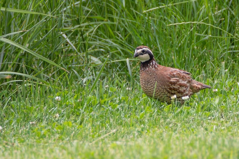 Bobwhite Quail