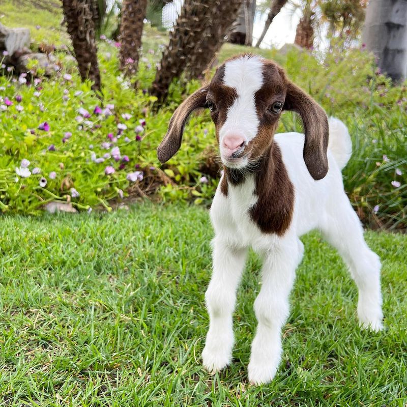 Boer Goat