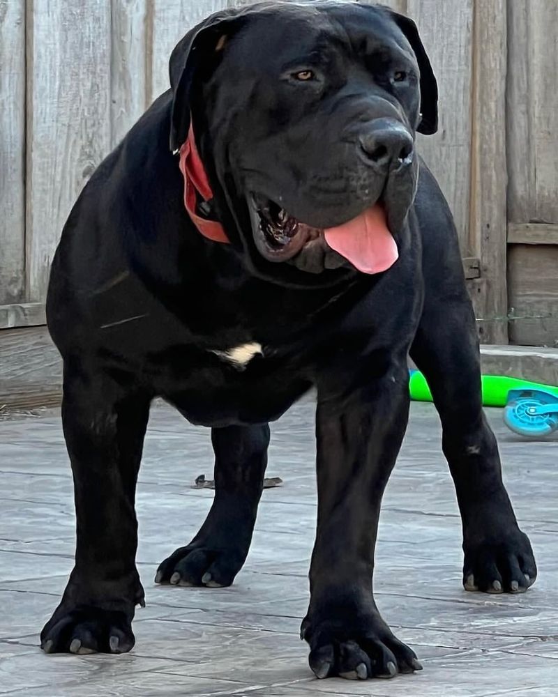 Boerboel