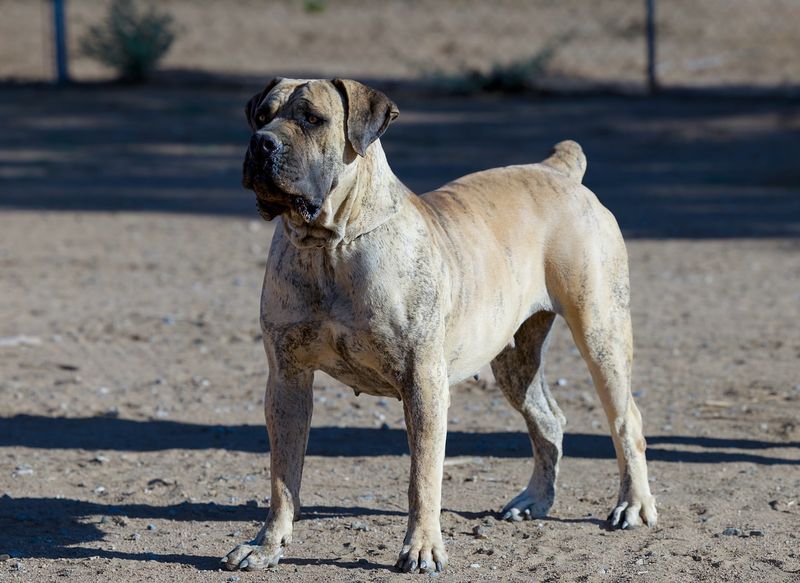 Boerboel