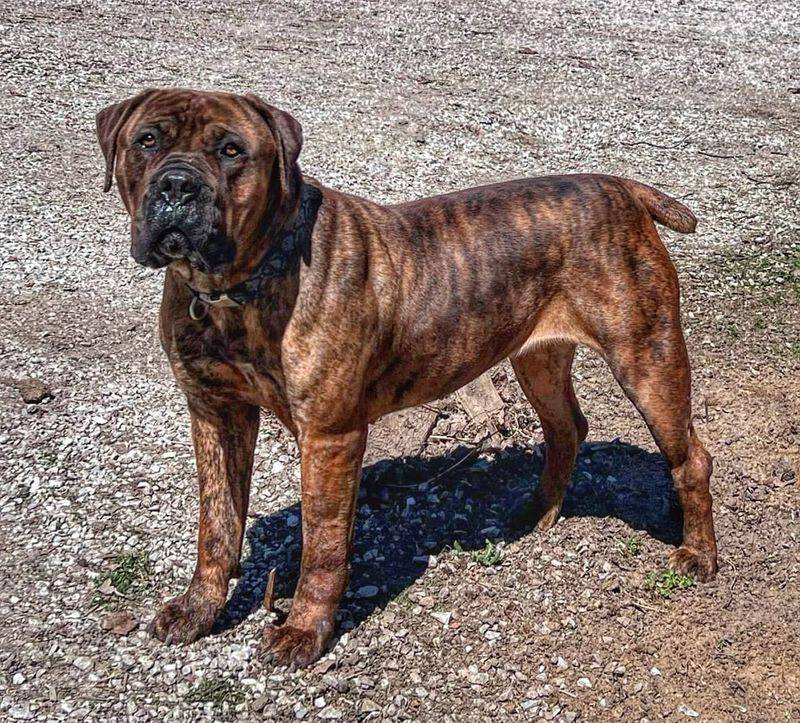 Boerboel