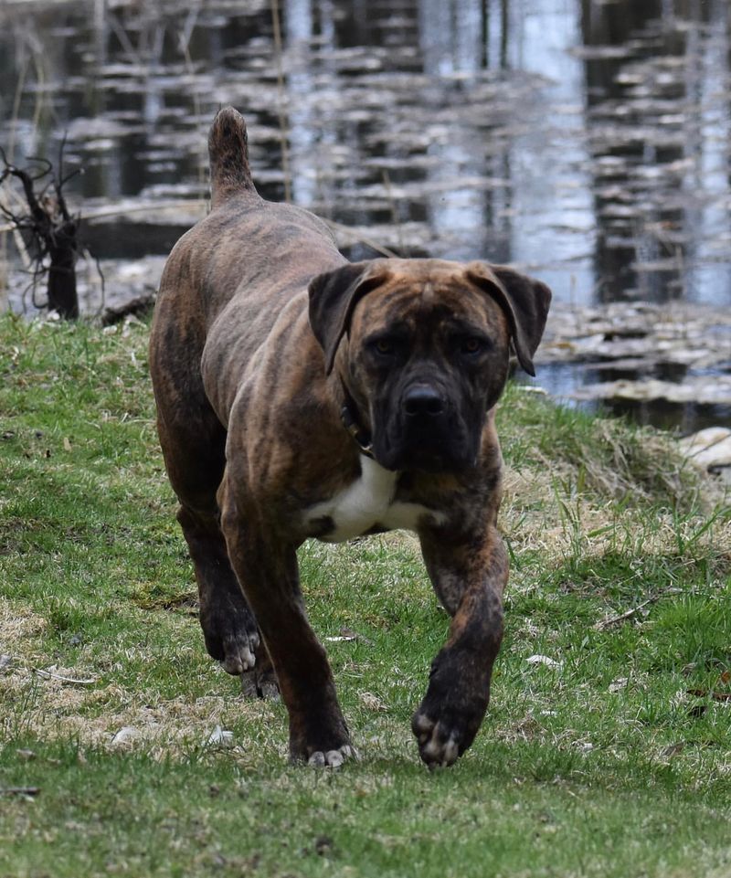 Boerboel