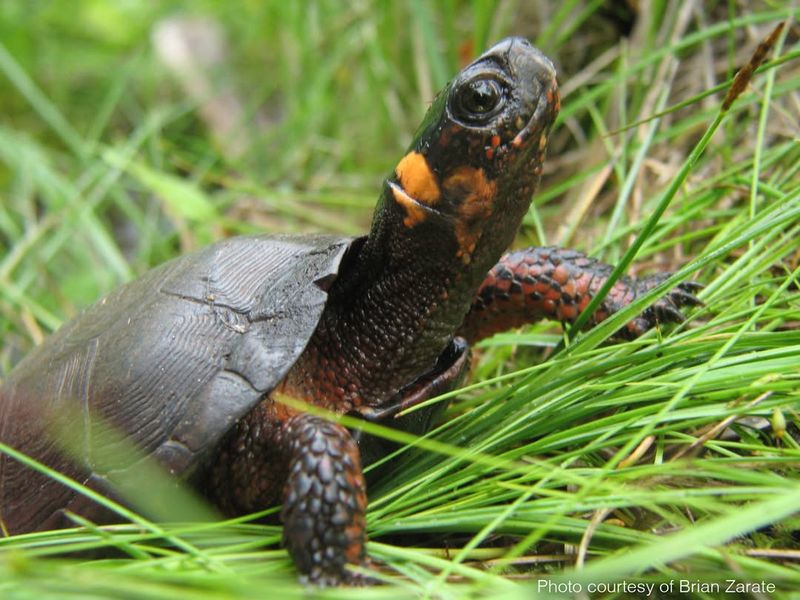 Bog Turtle