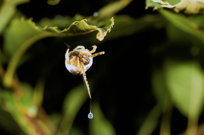 Bolsa Spider