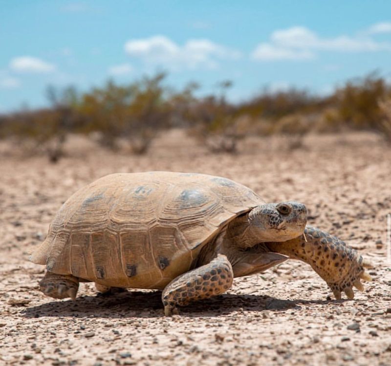 Bolson Tortoise