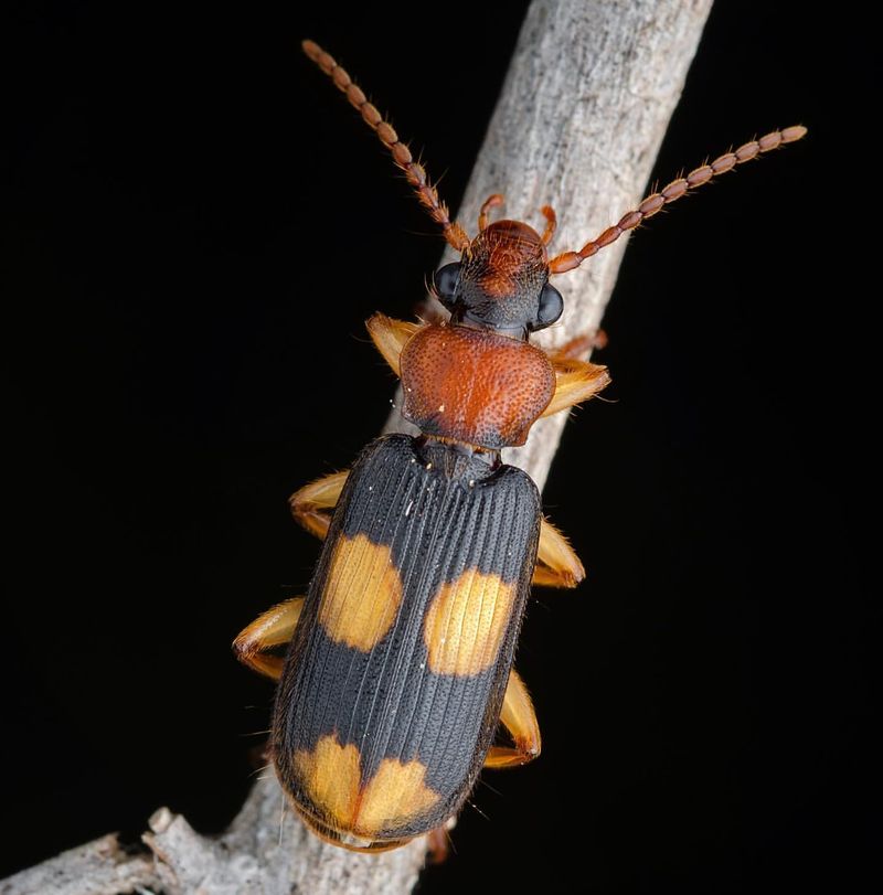 Bombardier Beetle's Chemical Defense