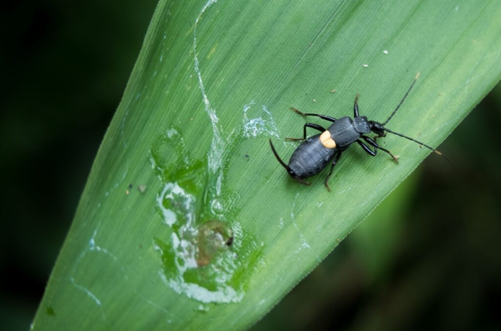 Bombardier Beetles