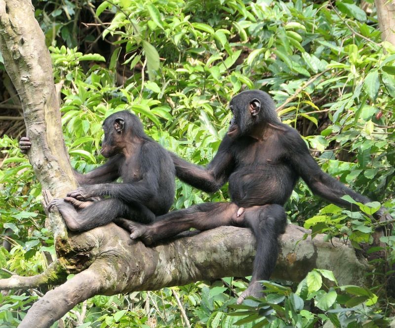 Bonobo