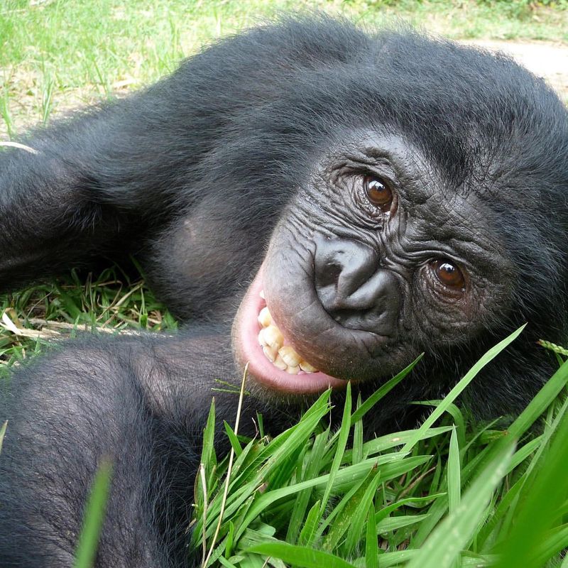 Bonobo