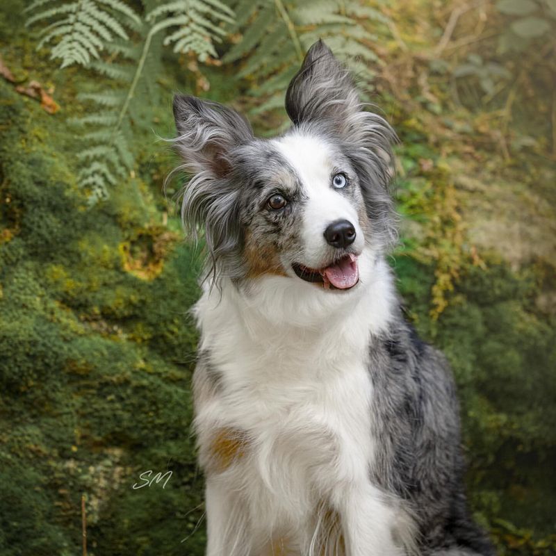 Border Collie