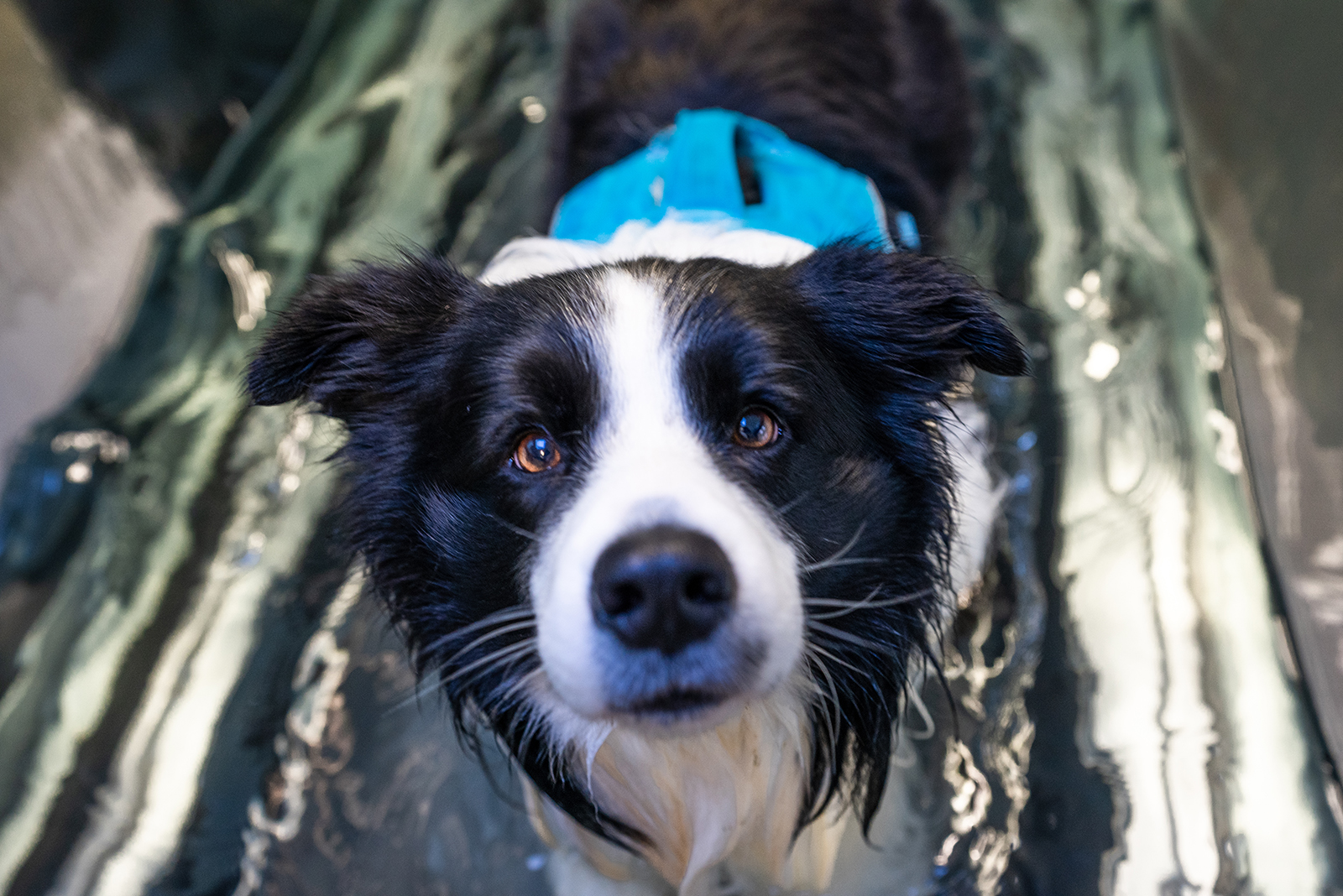 Border Collie