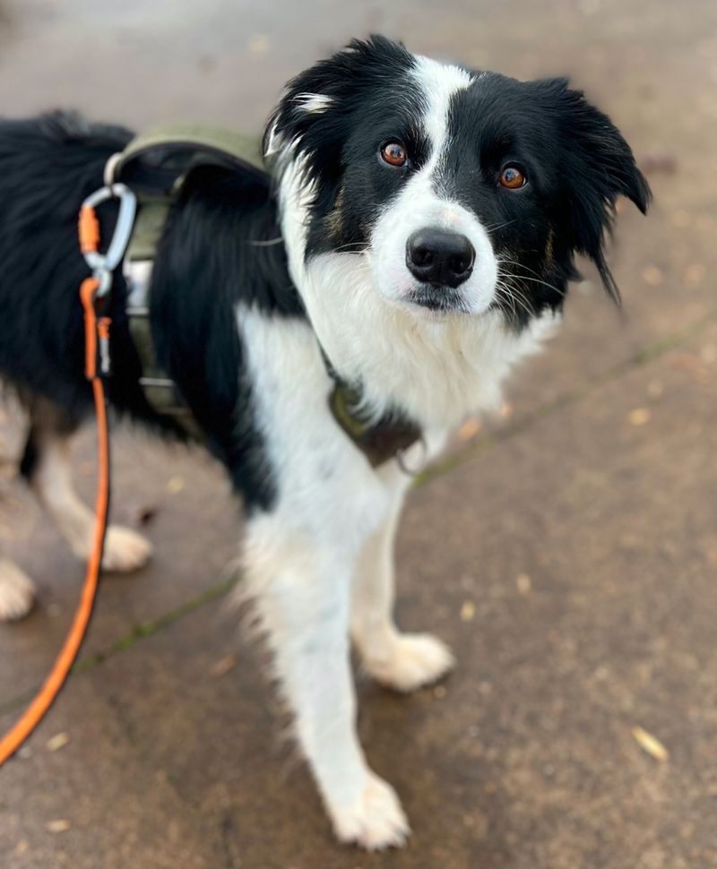 Border Collie