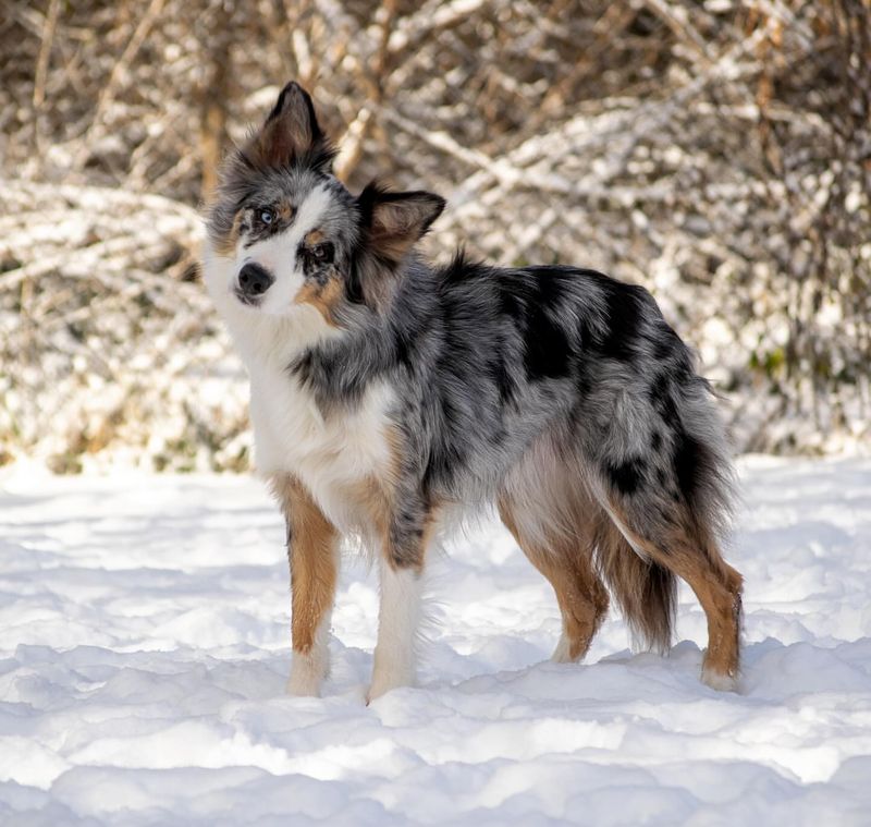 Border Collie