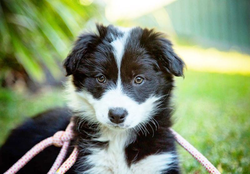 Border Collie