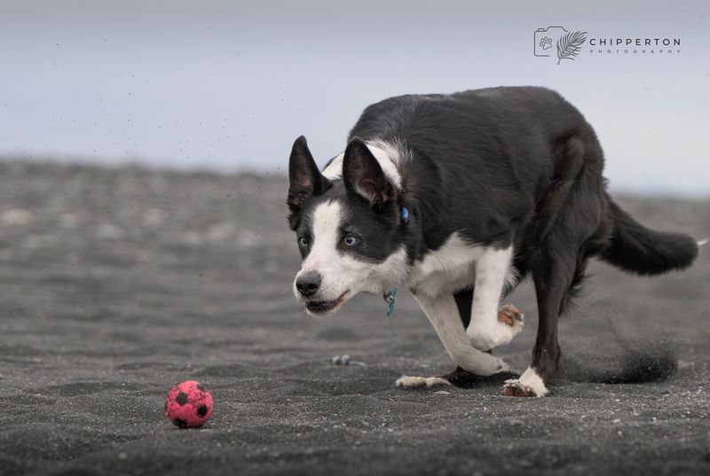 Border Collies