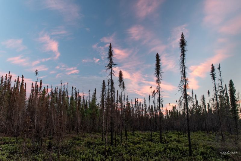 Boreal Forest