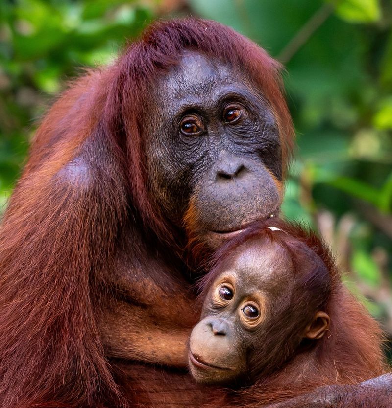 Bornean Orangutan