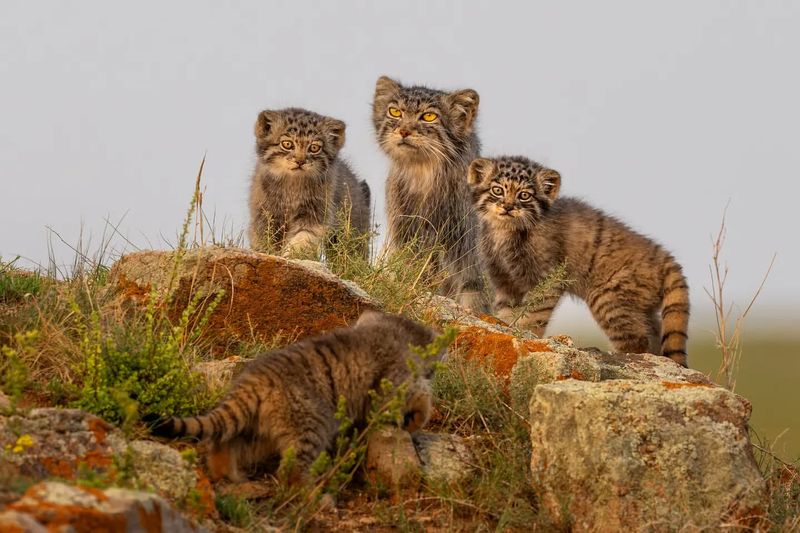 Borneo Bay Cat