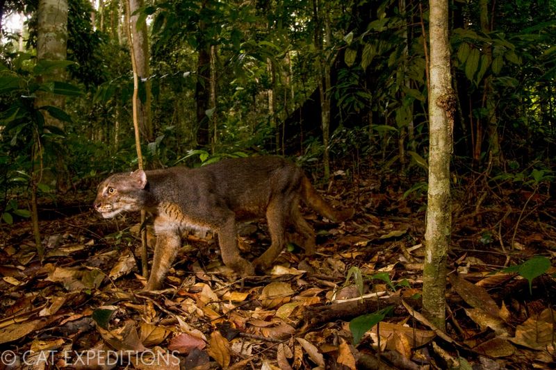 Borneo Bay Cat