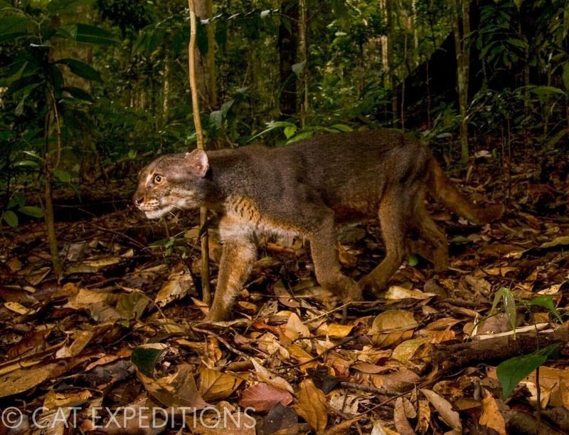 Borneo Bay Cat (Catopuma badia)