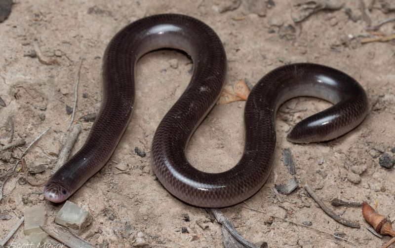 Borneo Blind Snake