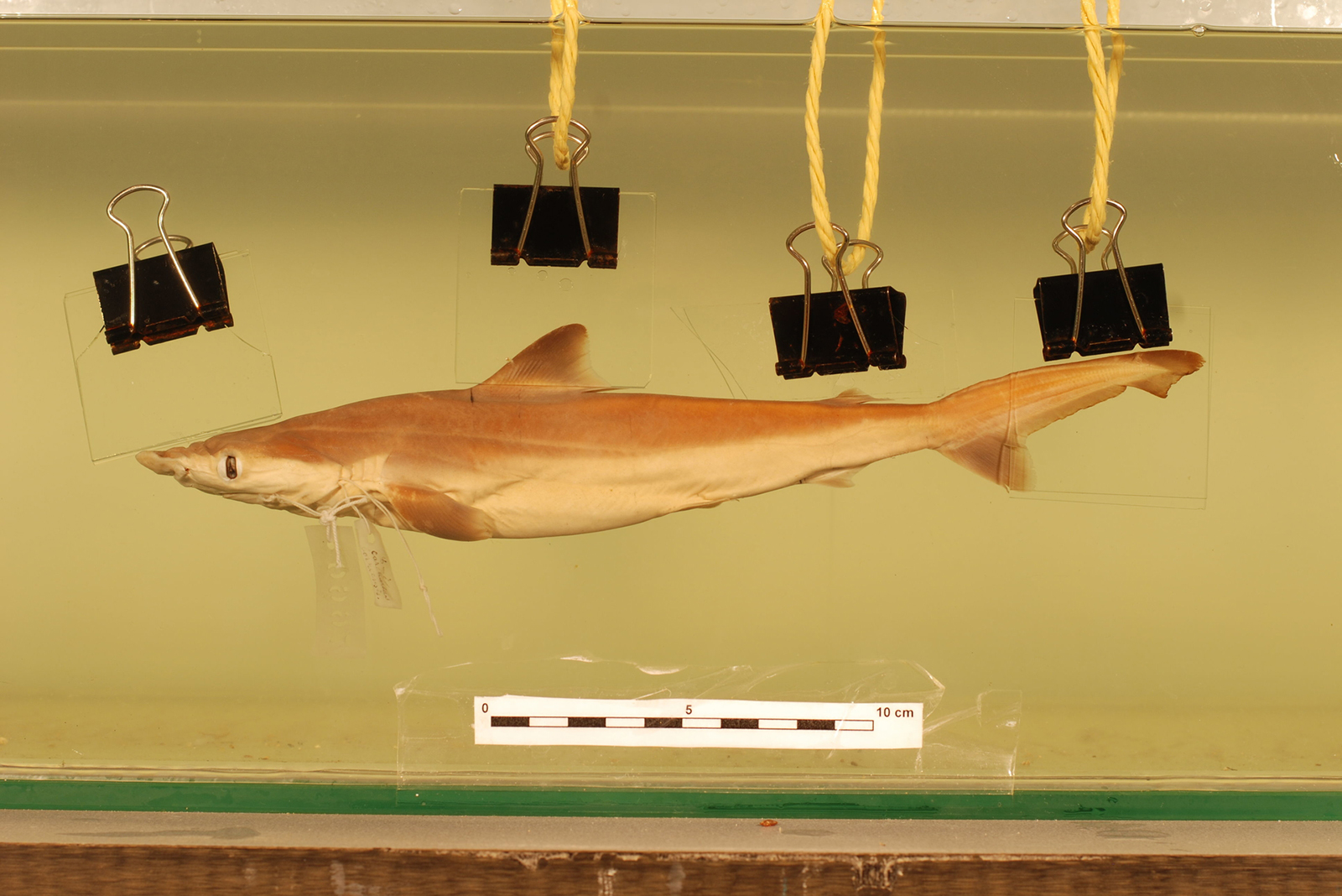 Borneo River Shark