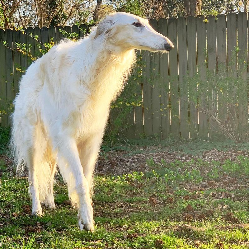 Borzoi