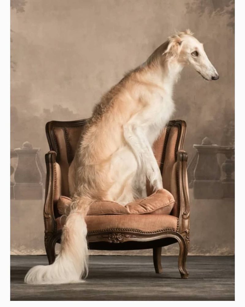 Borzoi