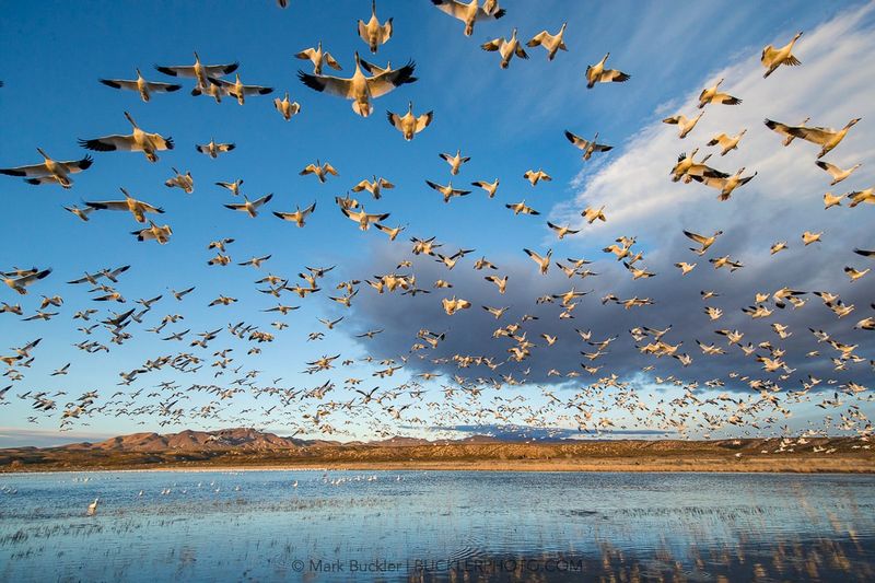 Bosque del Apache