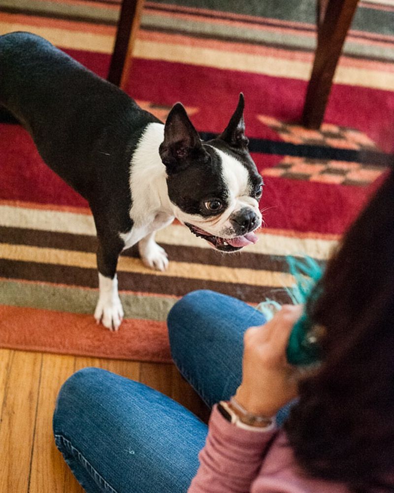 Boston Terrier