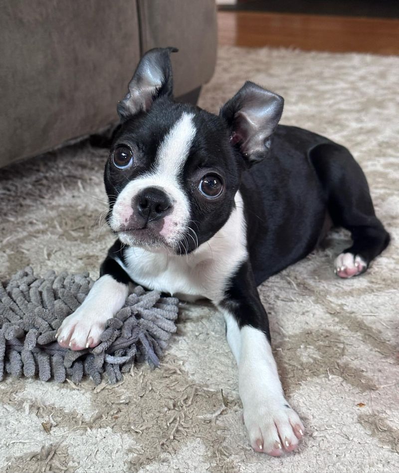 Boston Terrier