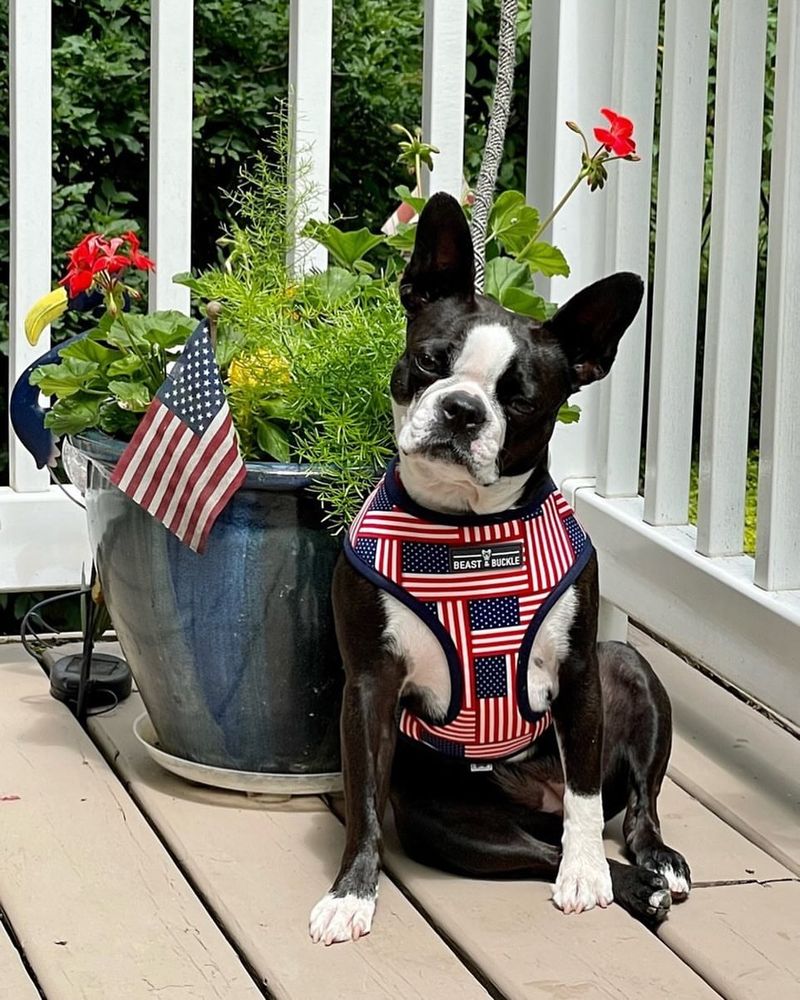 Boston Terrier