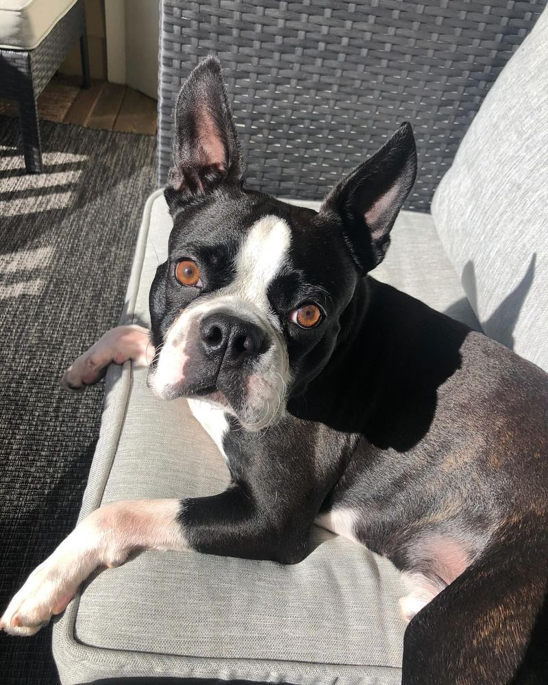 Boston Terrier