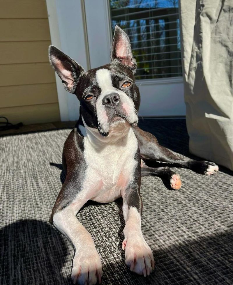 Boston Terrier