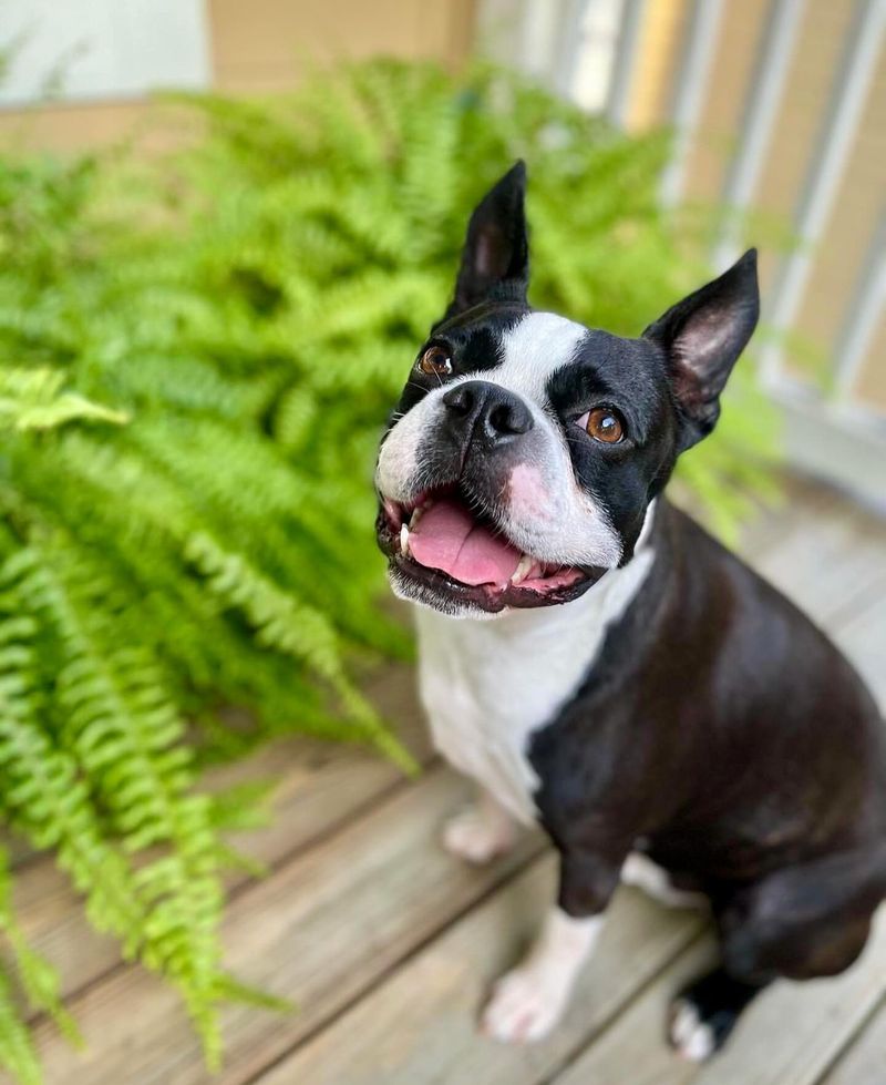 Boston Terrier