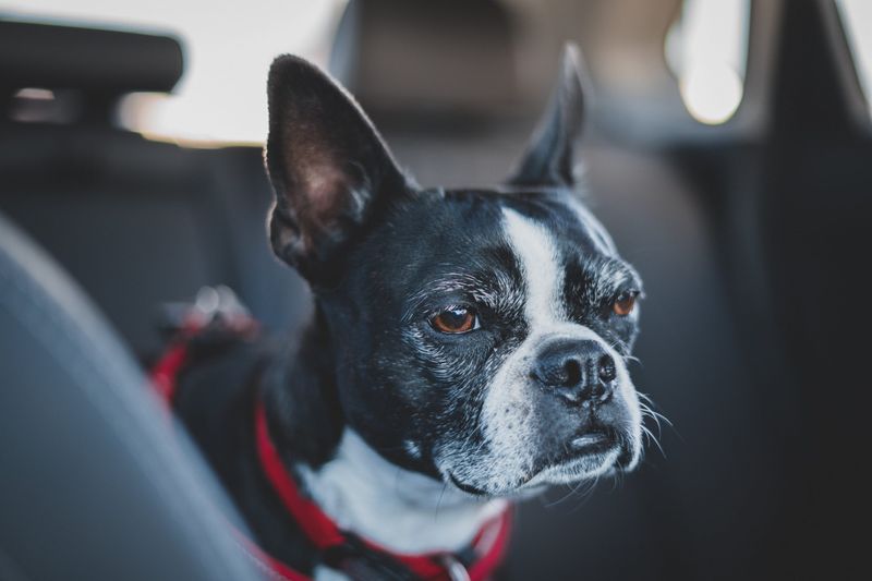 Boston Terrier