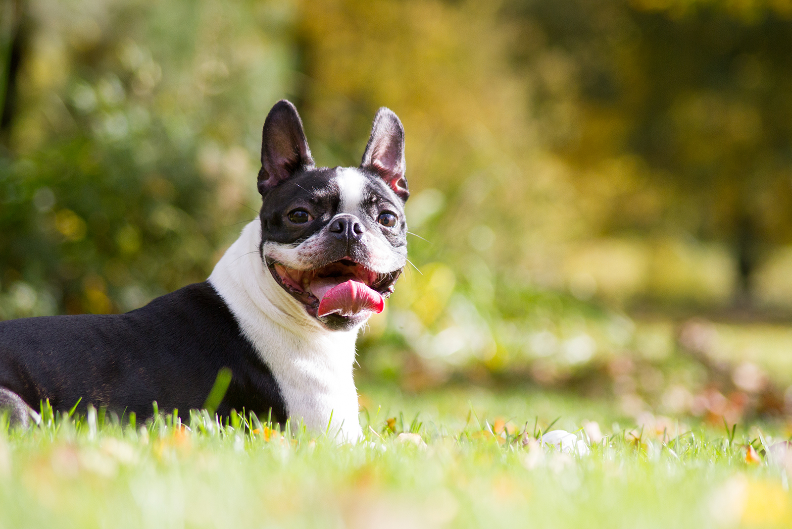 boston terrier