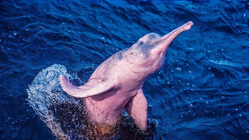 Boto (Amazon River Dolphin)