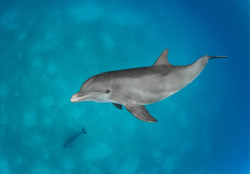 Bottlenose Dolphin