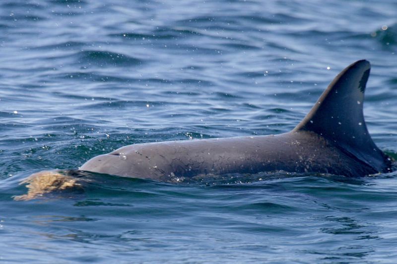 Bottlenose Dolphins and Sponge Tools