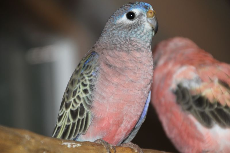 Bourke's Parakeet