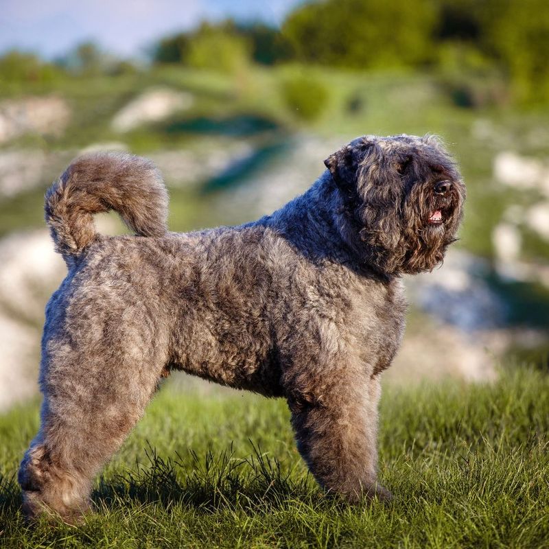 Bouvier des Flandres