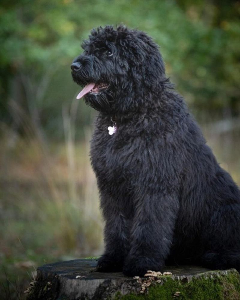 Bouvier des Flandres