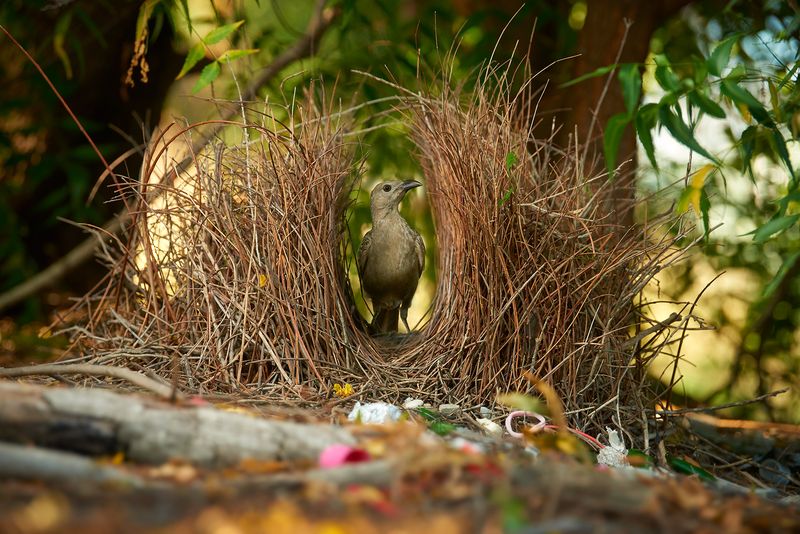 Bowerbird