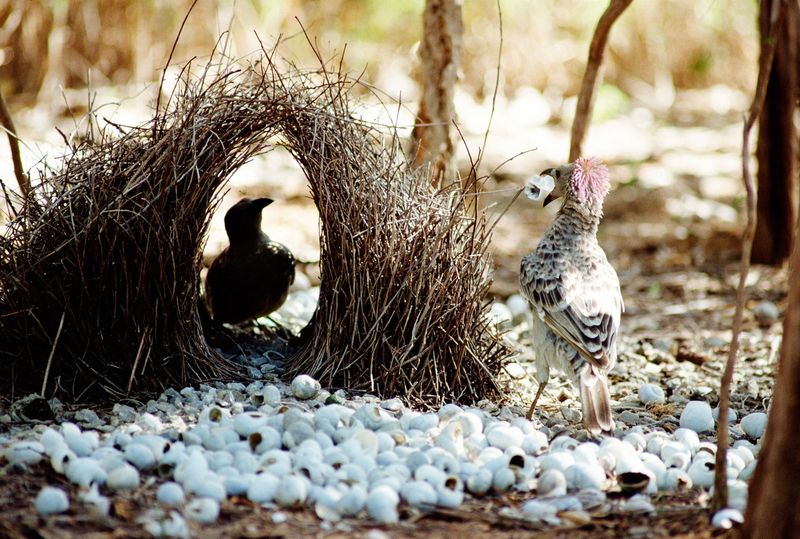 Bowerbird