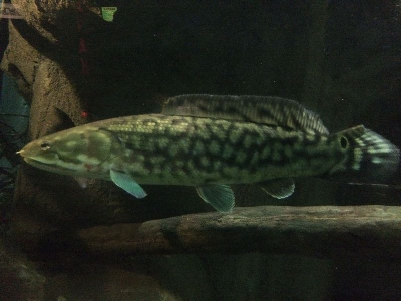 Bowfin