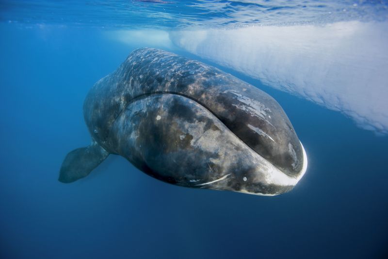 Bowhead Whale