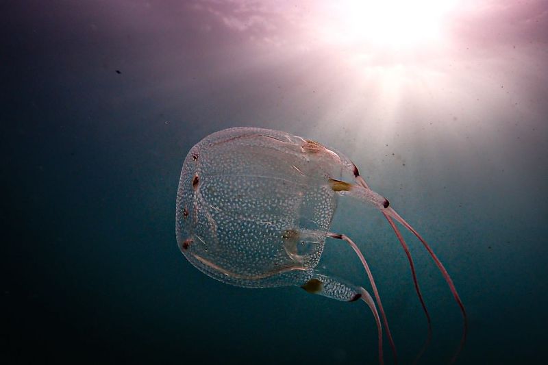 Box Jellyfish