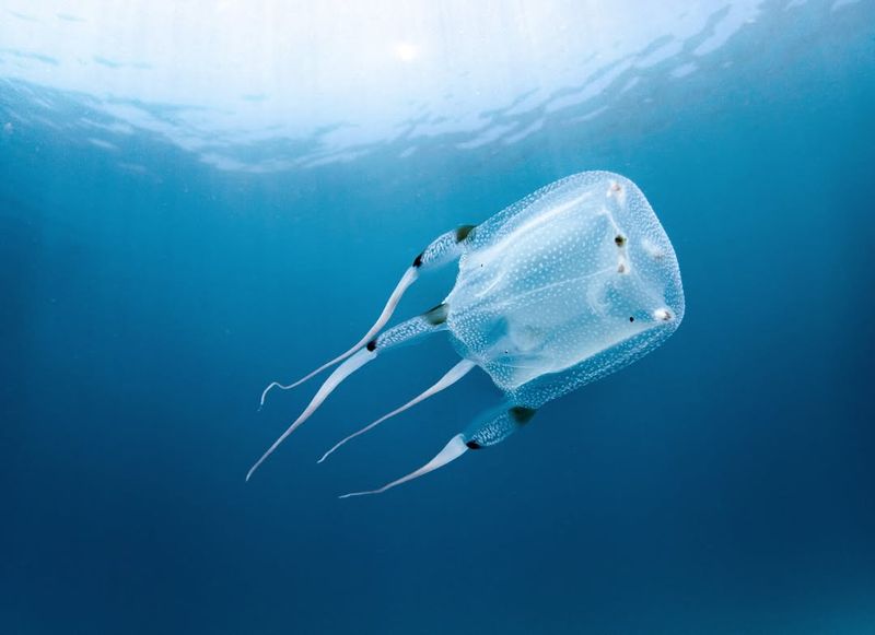 Box Jellyfish